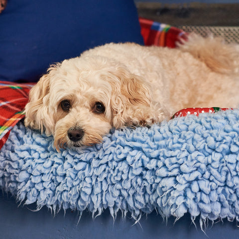 Warm Place To Sleep For A Dog