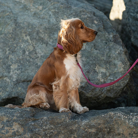 Country Collar Orchid Pink, Dog collar, Collar, Orchid pink, Pink collar,